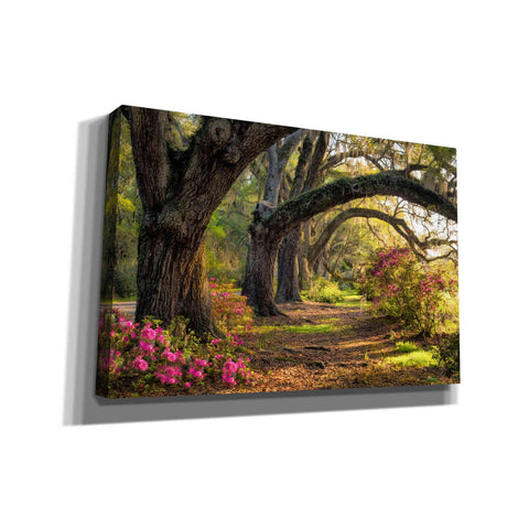 Image of 'Under the Live Oaks I' by Danny Head, Canvas Wall Art