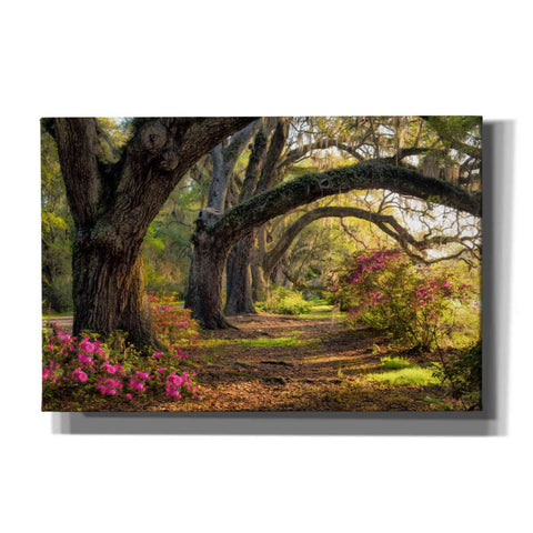 Image of 'Under the Live Oaks I' by Danny Head, Canvas Wall Art