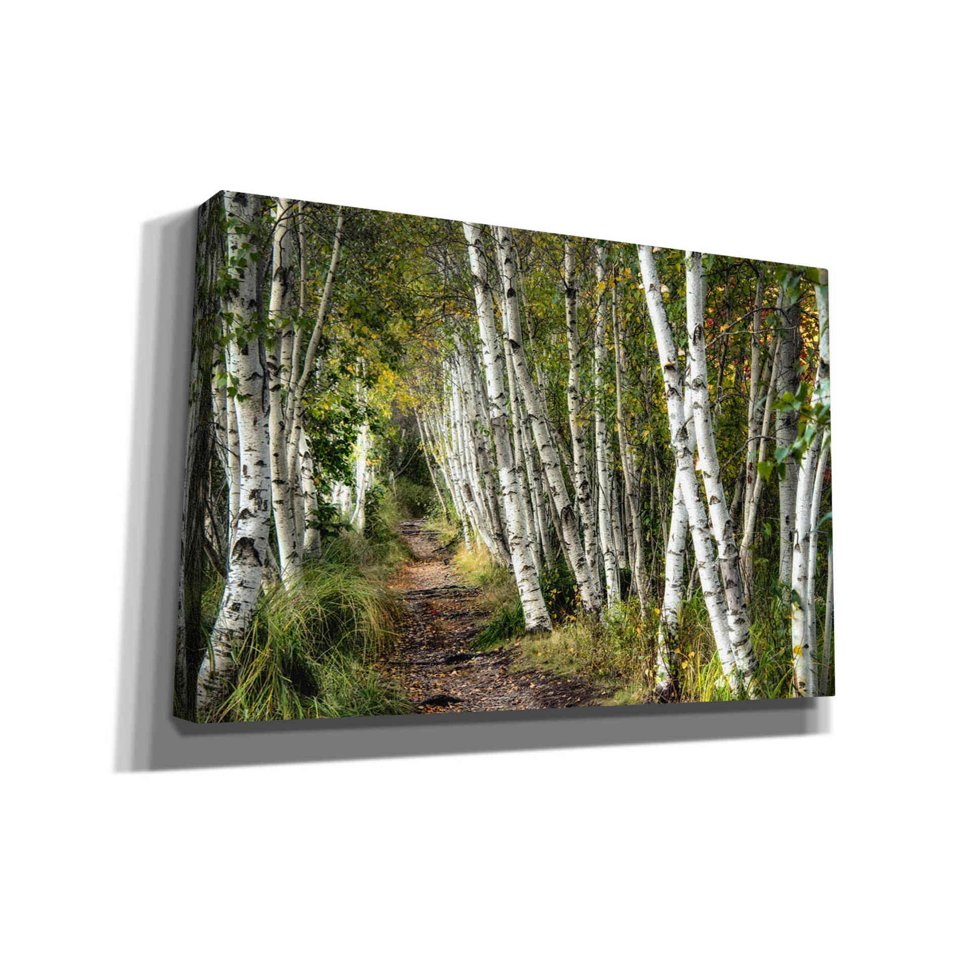 'A Walk Through the Birch Trees' by Danny Head, Canvas Wall Art
