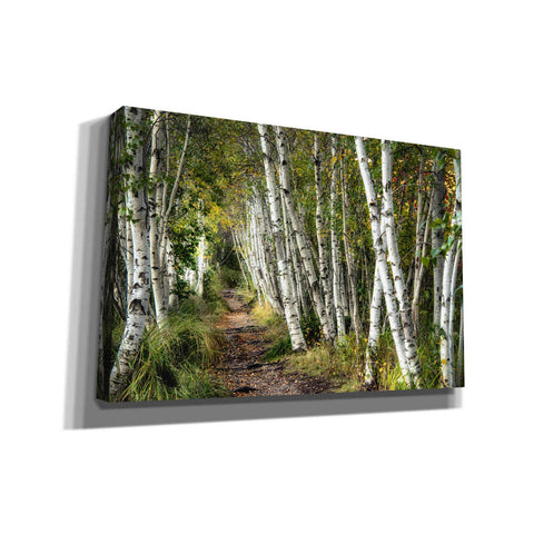 Image of 'A Walk Through the Birch Trees' by Danny Head, Canvas Wall Art