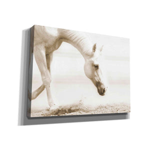 'Trail Horse Sepia' by Kari Brooks, Canvas Wall Art
