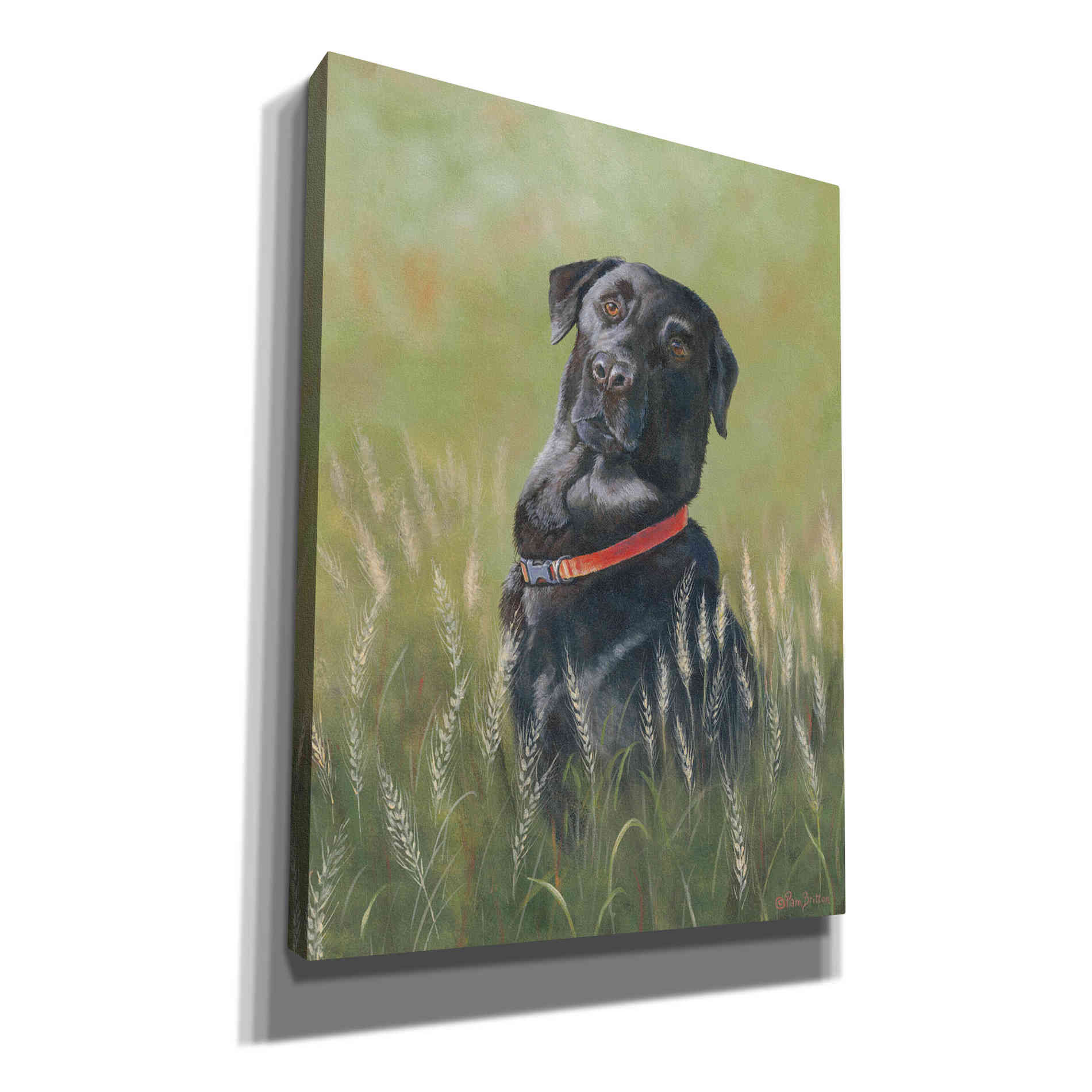 'Max' by Pam Britton, Canvas Wall Art