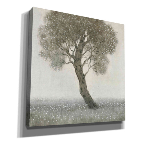 Image of 'White Blossom Tree' by Tim O'Toole, Canvas Wall Art