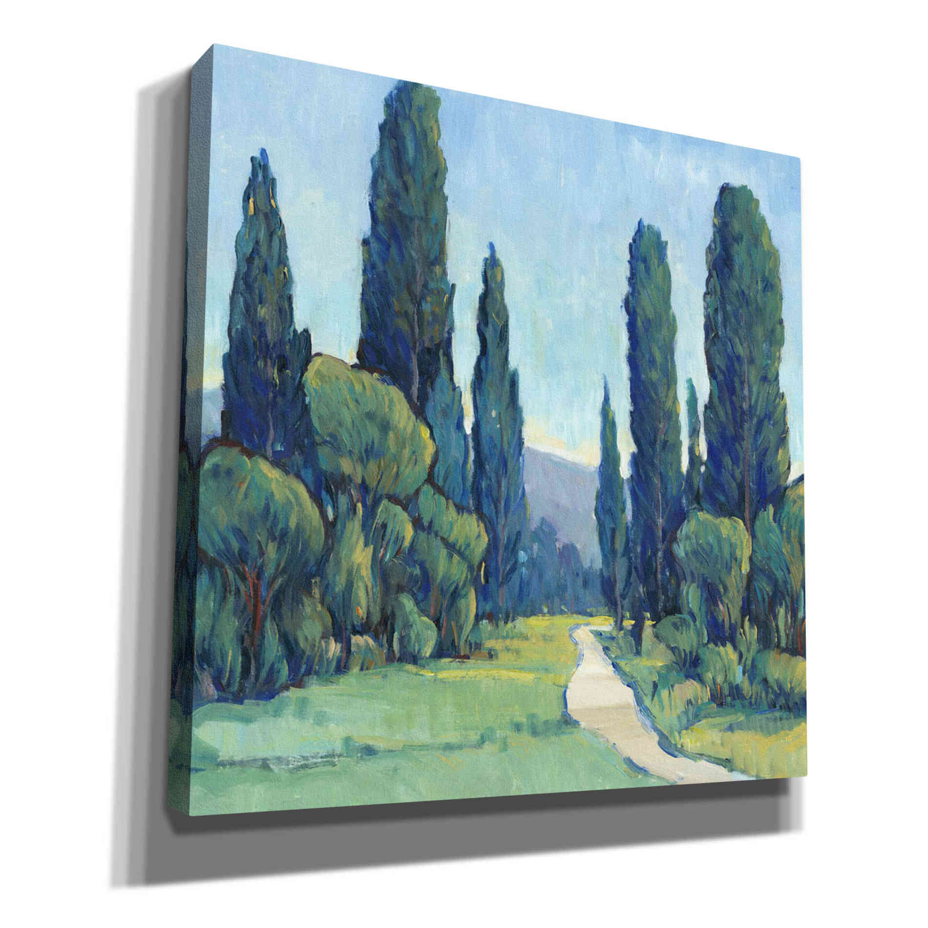 'Cypress Path II' by Tim O'Toole, Canvas Wall Art