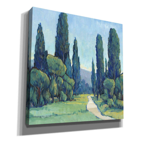 Image of 'Cypress Path II' by Tim O'Toole, Canvas Wall Art