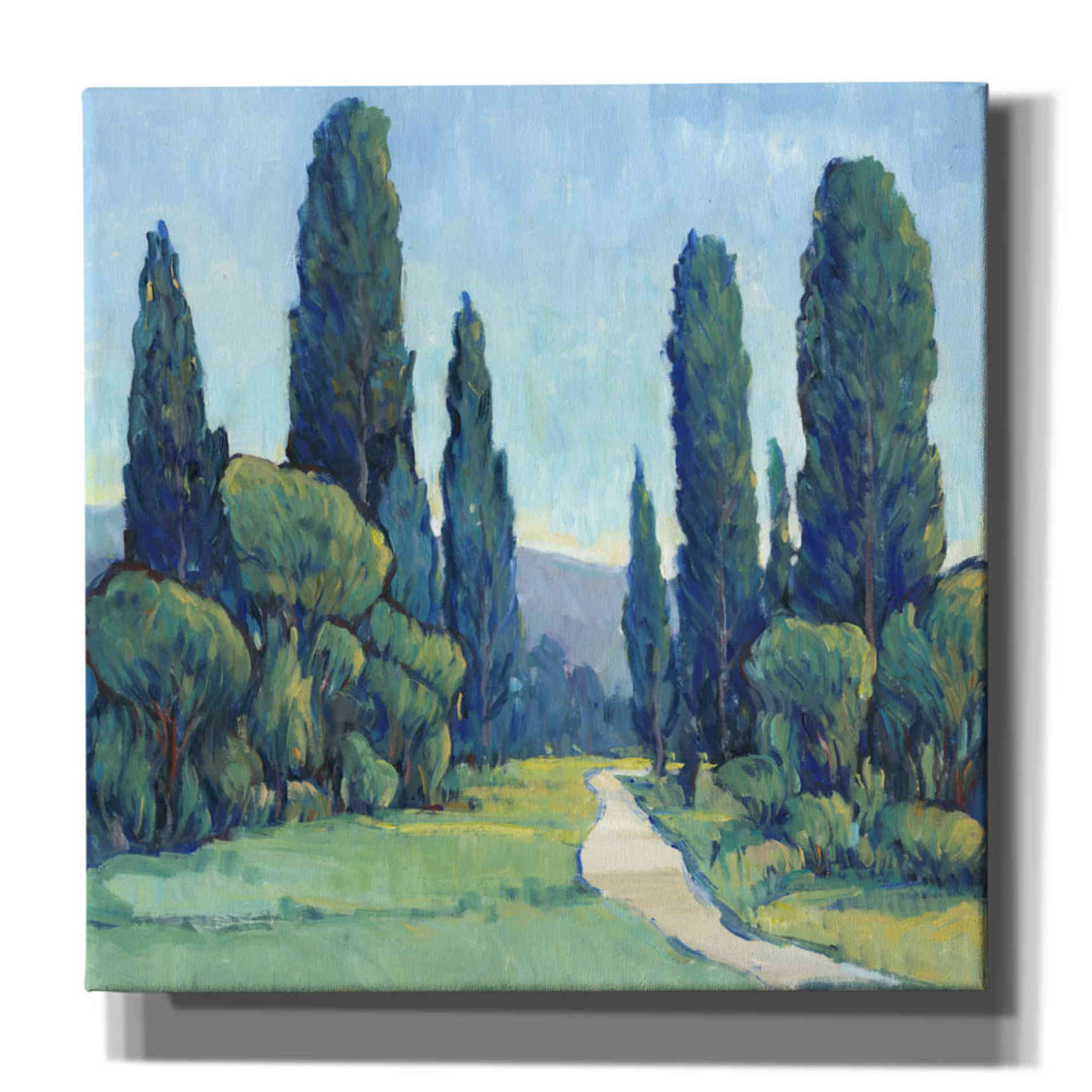 'Cypress Path II' by Tim O'Toole, Canvas Wall Art