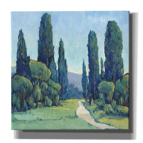 Image of 'Cypress Path II' by Tim O'Toole, Canvas Wall Art