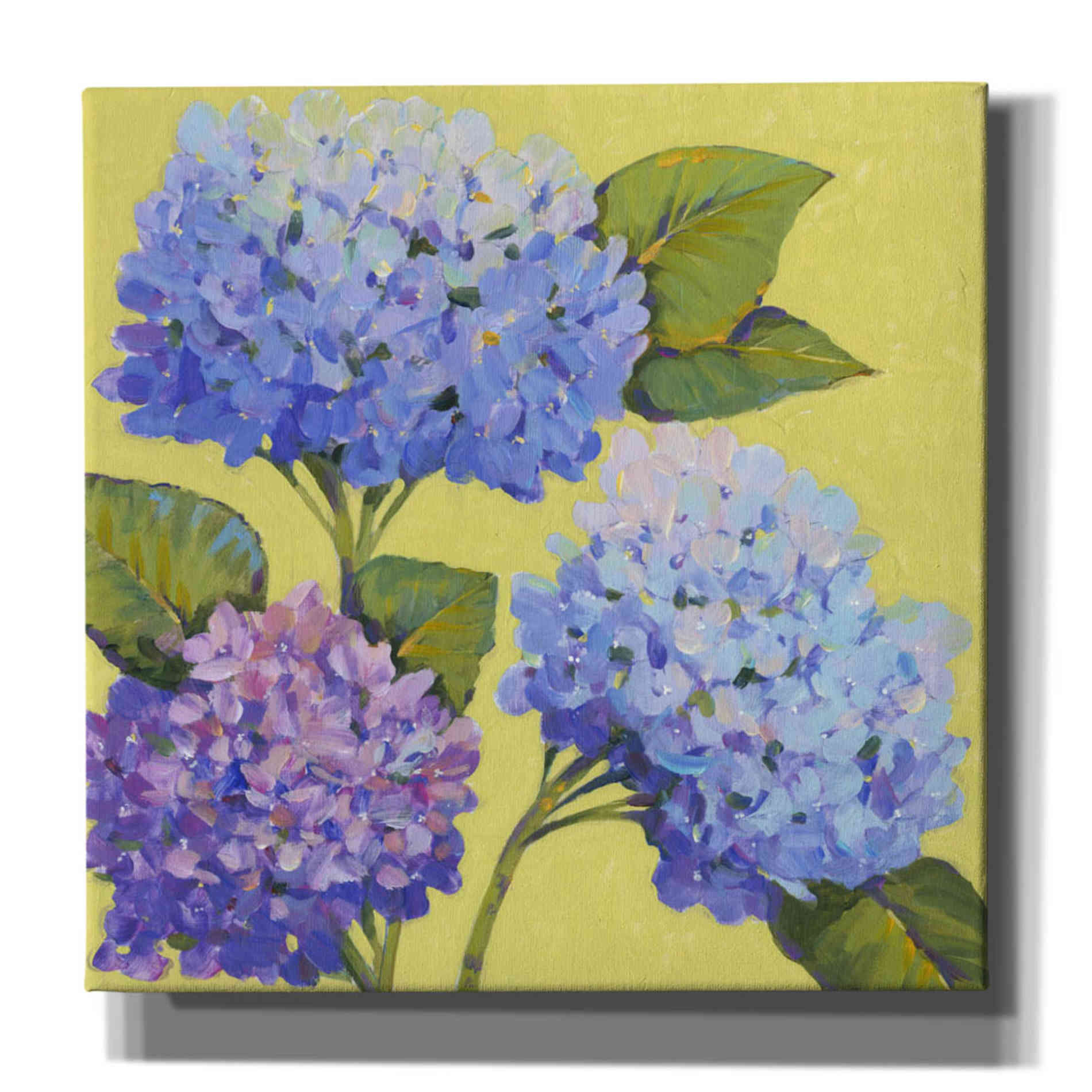 'Spring Hydrangeas II' by Tim O'Toole, Canvas Wall Art