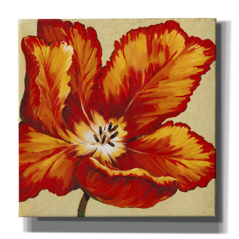 Image of 'Parrot Tulip I' by Tim O'Toole, Canvas Wall Art