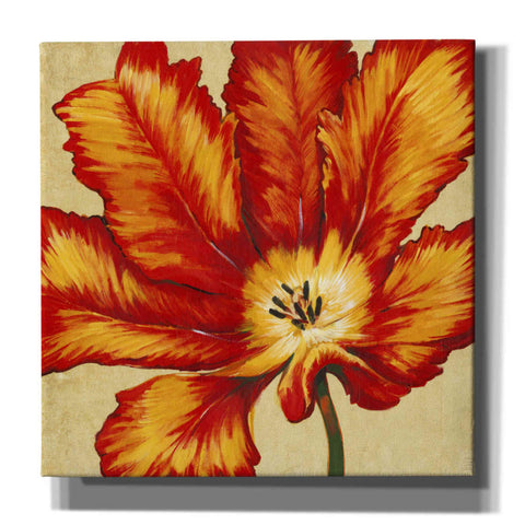 Image of 'Parrot Tulip II' by Tim O'Toole, Canvas Wall Art