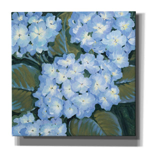 'Blue Hydrangeas I' by Tim O'Toole, Canvas Wall Art