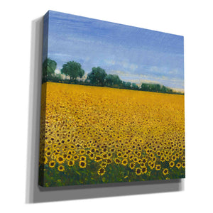 'Field of Sunflowers I' by Tim O'Toole, Canvas Wall Art