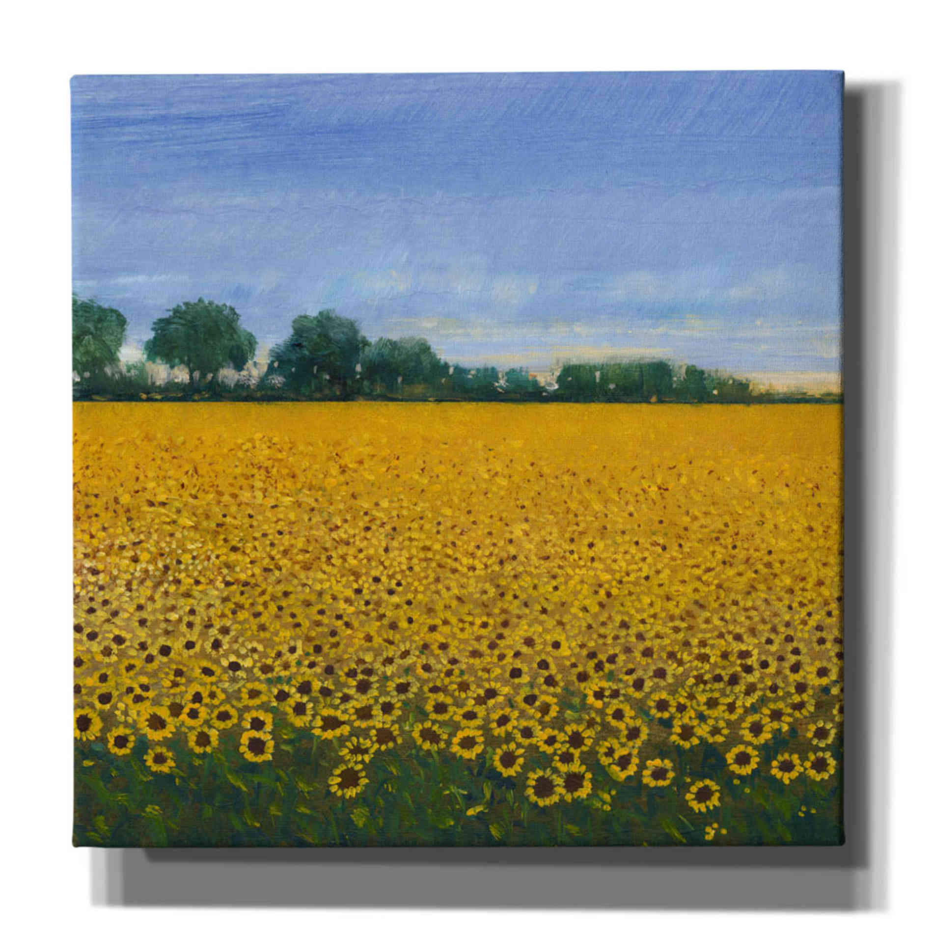 'Field of Sunflowers I' by Tim O'Toole, Canvas Wall Art
