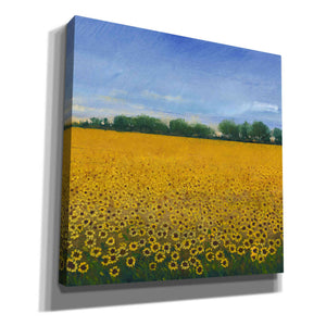 'Field of Sunflowers II' by Tim O'Toole, Canvas Wall Art