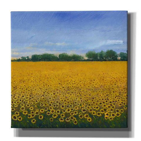 Image of 'Field of Sunflowers II' by Tim O'Toole, Canvas Wall Art