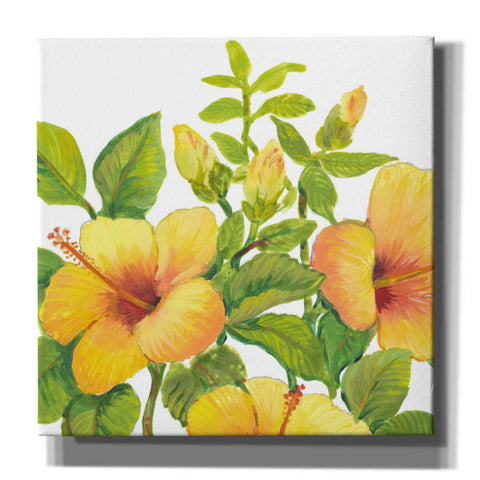 Image of 'Watercolor Hibiscus I' by Tim O'Toole, Canvas Wall Art