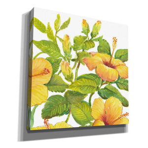 'Watercolor Hibiscus II' by Tim O'Toole, Canvas Wall Art