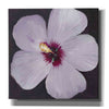 'Hibiscus Portrait I' by Tim O'Toole, Canvas Wall Art