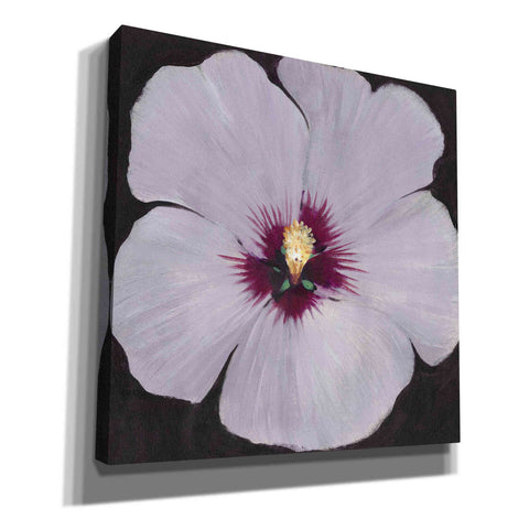 Image of 'Hibiscus Portrait II' by Tim O'Toole, Canvas Wall Art