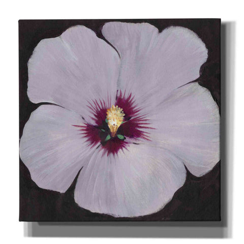 Image of 'Hibiscus Portrait II' by Tim O'Toole, Canvas Wall Art