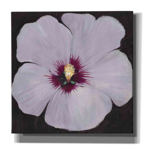 'Hibiscus Portrait II' by Tim O'Toole, Canvas Wall Art