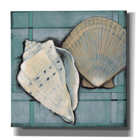 'Seashell Sketch II' by Tim O'Toole, Canvas Wall Art