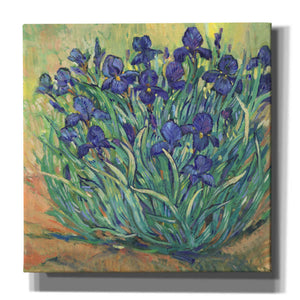 'Irises in Bloom I' by Tim O'Toole, Canvas Wall Art