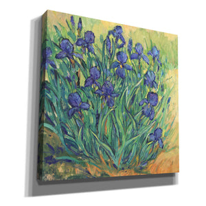 'Irises in  Bloom II' by Tim O'Toole, Canvas Wall Art
