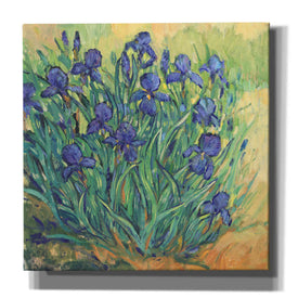 'Irises in  Bloom II' by Tim O'Toole, Canvas Wall Art