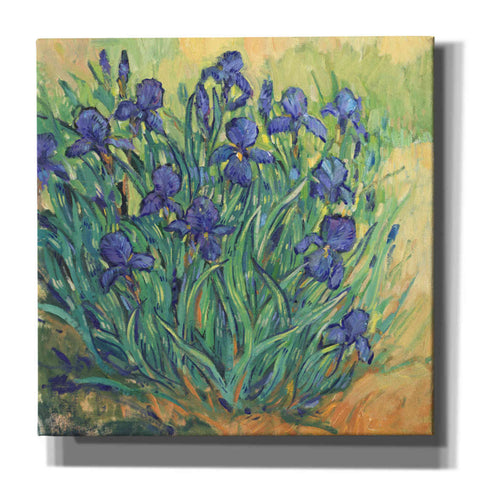 Image of 'Irises in  Bloom II' by Tim O'Toole, Canvas Wall Art
