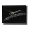 'Dragonfly' by Avery Multer, Canvas Wall Art
