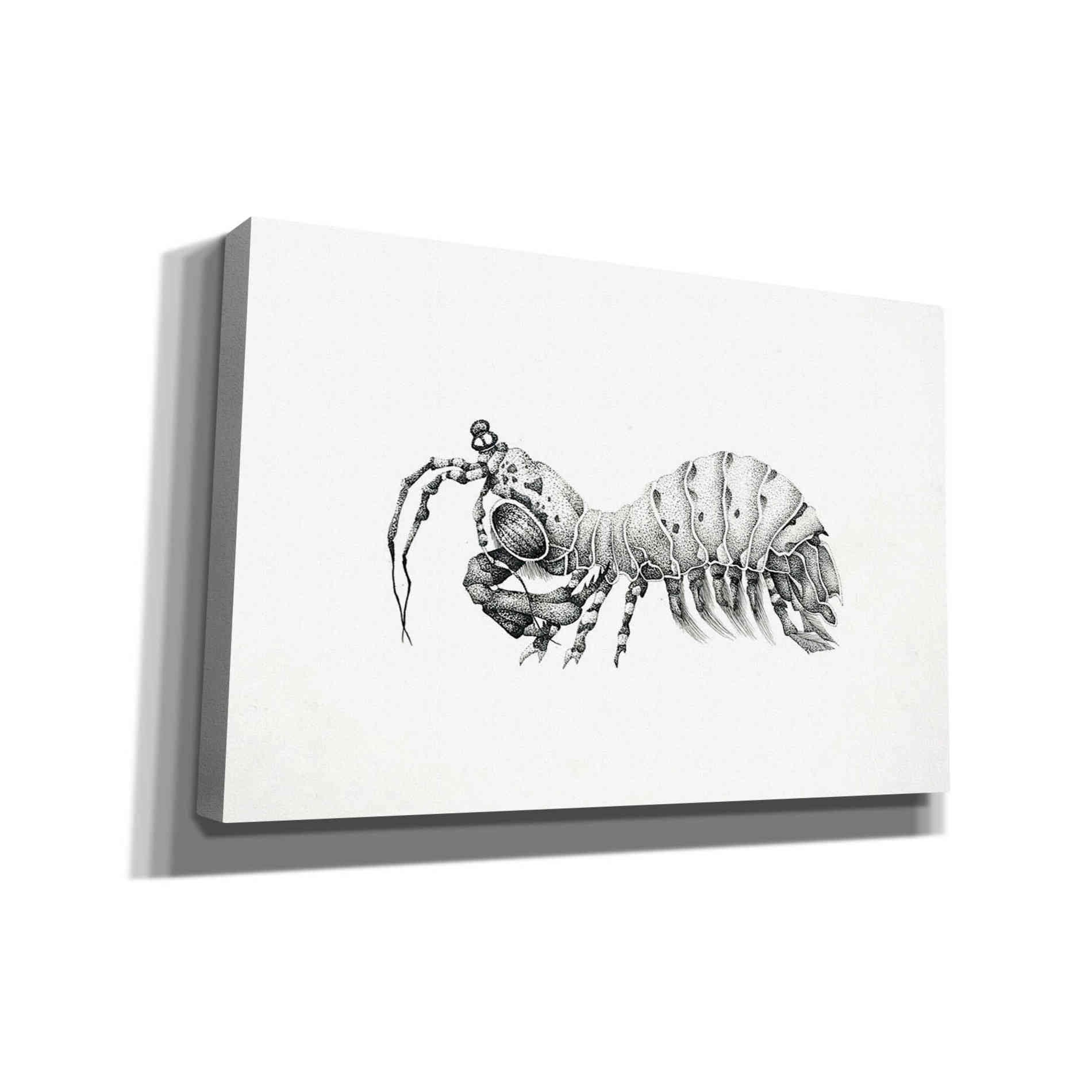 'Peacock Mantis Shrimp' by Avery Multer, Canvas Wall Art