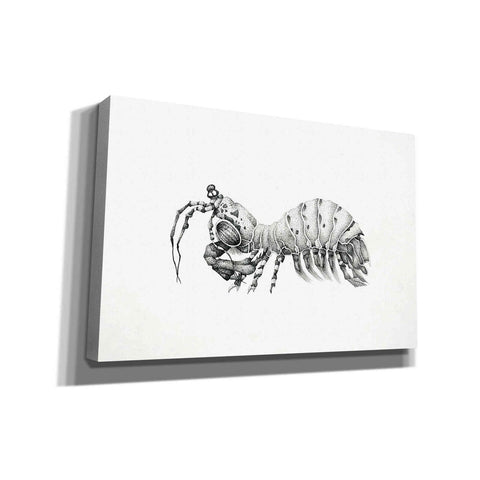 Image of 'Peacock Mantis Shrimp' by Avery Multer, Canvas Wall Art
