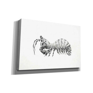 'Peacock Mantis Shrimp' by Avery Multer, Canvas Wall Art