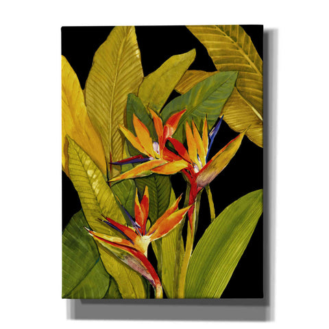 Image of 'Dramatic Bird of Paradise' by Tim O'Toole, Canvas Wall Art