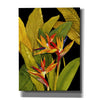 'Dramatic Bird of Paradise' by Tim O'Toole, Canvas Wall Art