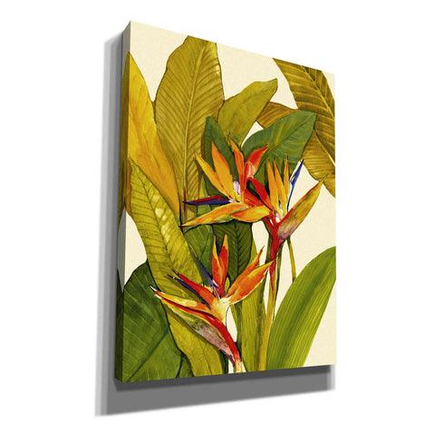 Image of 'Tropical Bird of Paradise' by Tim O'Toole, Canvas Wall Art