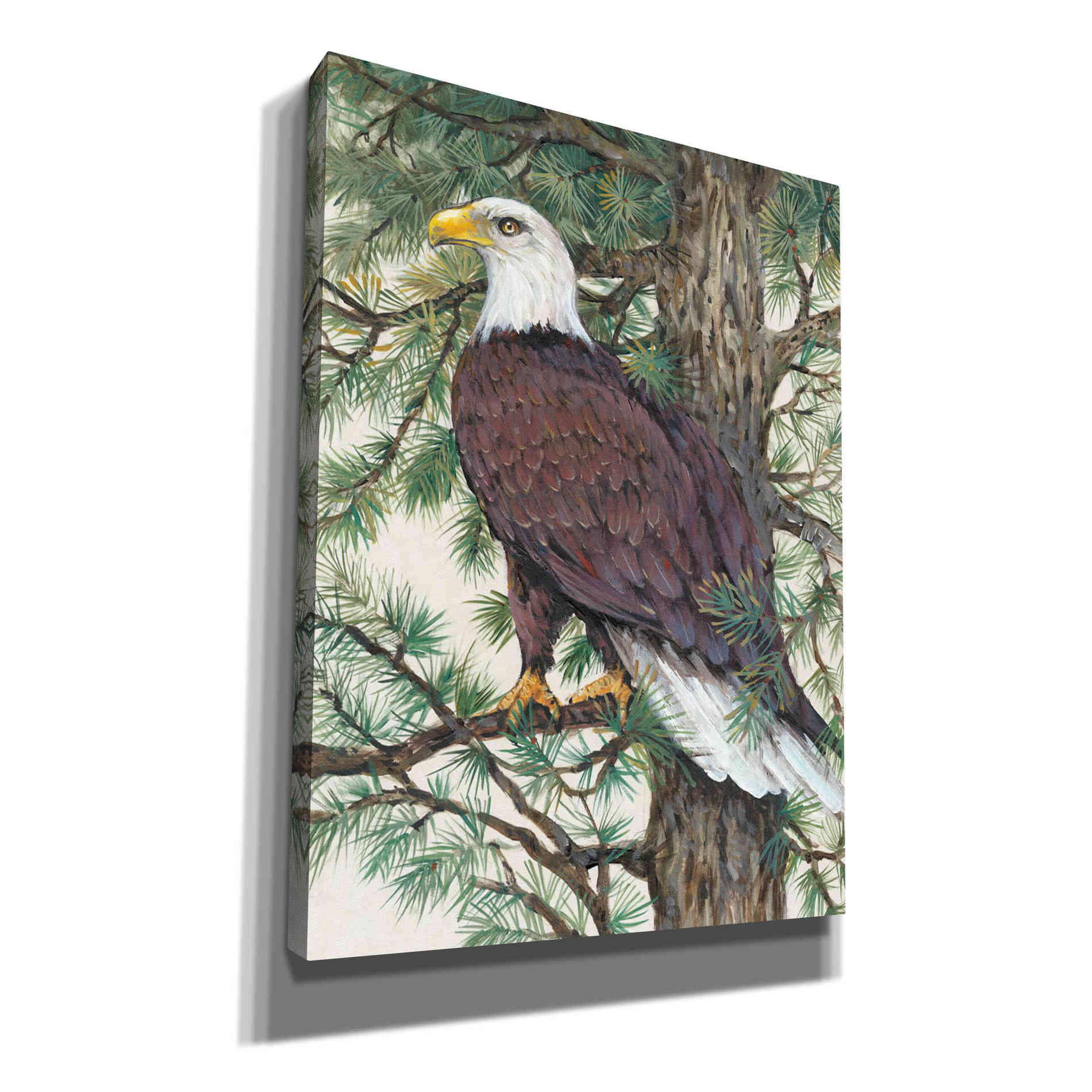 'Eagle in the Pine' by Tim O'Toole, Canvas Wall Art