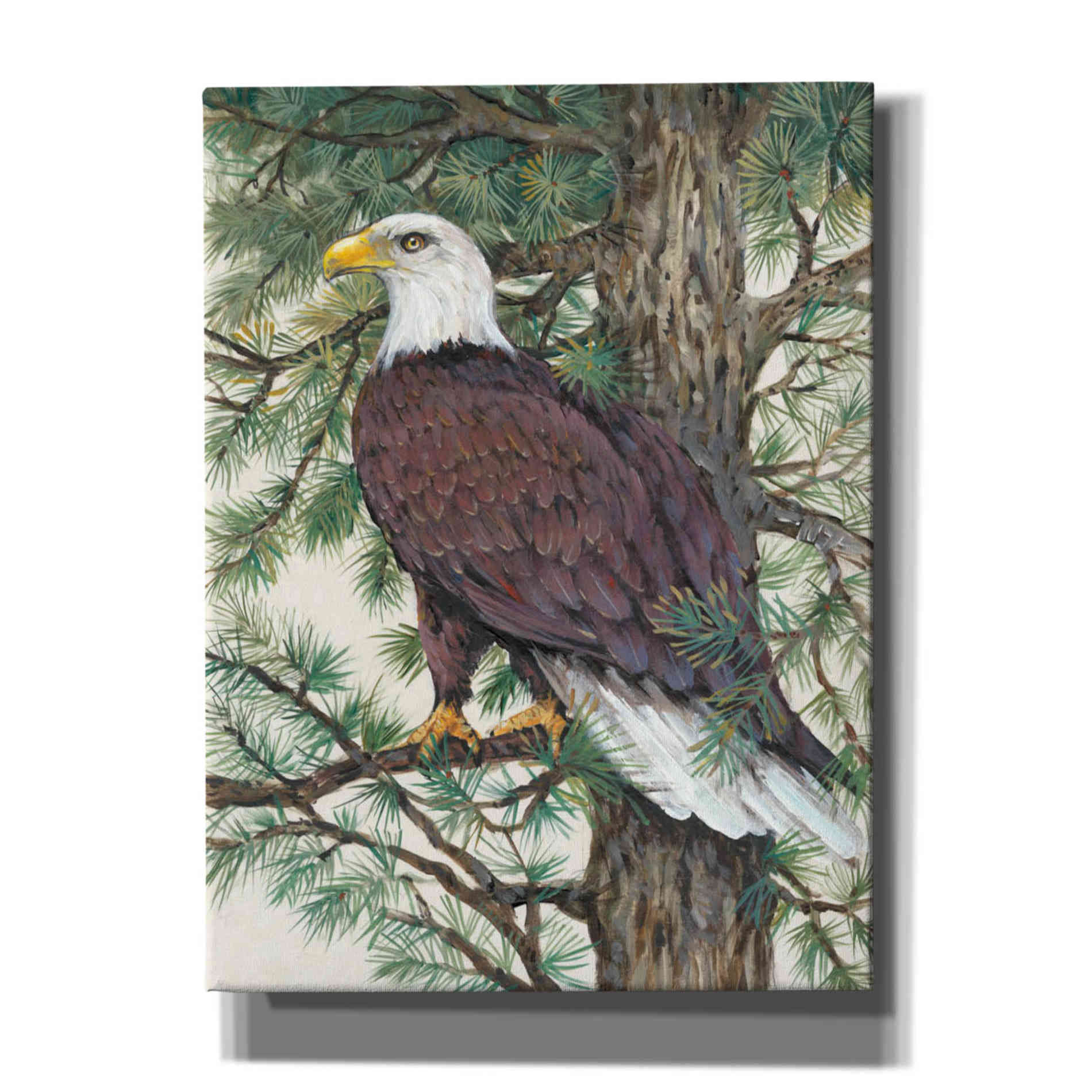 'Eagle in the Pine' by Tim O'Toole, Canvas Wall Art