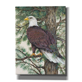 'Eagle in the Pine' by Tim O'Toole, Canvas Wall Art