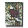 'Eagle in the Pine' by Tim O'Toole, Canvas Wall Art