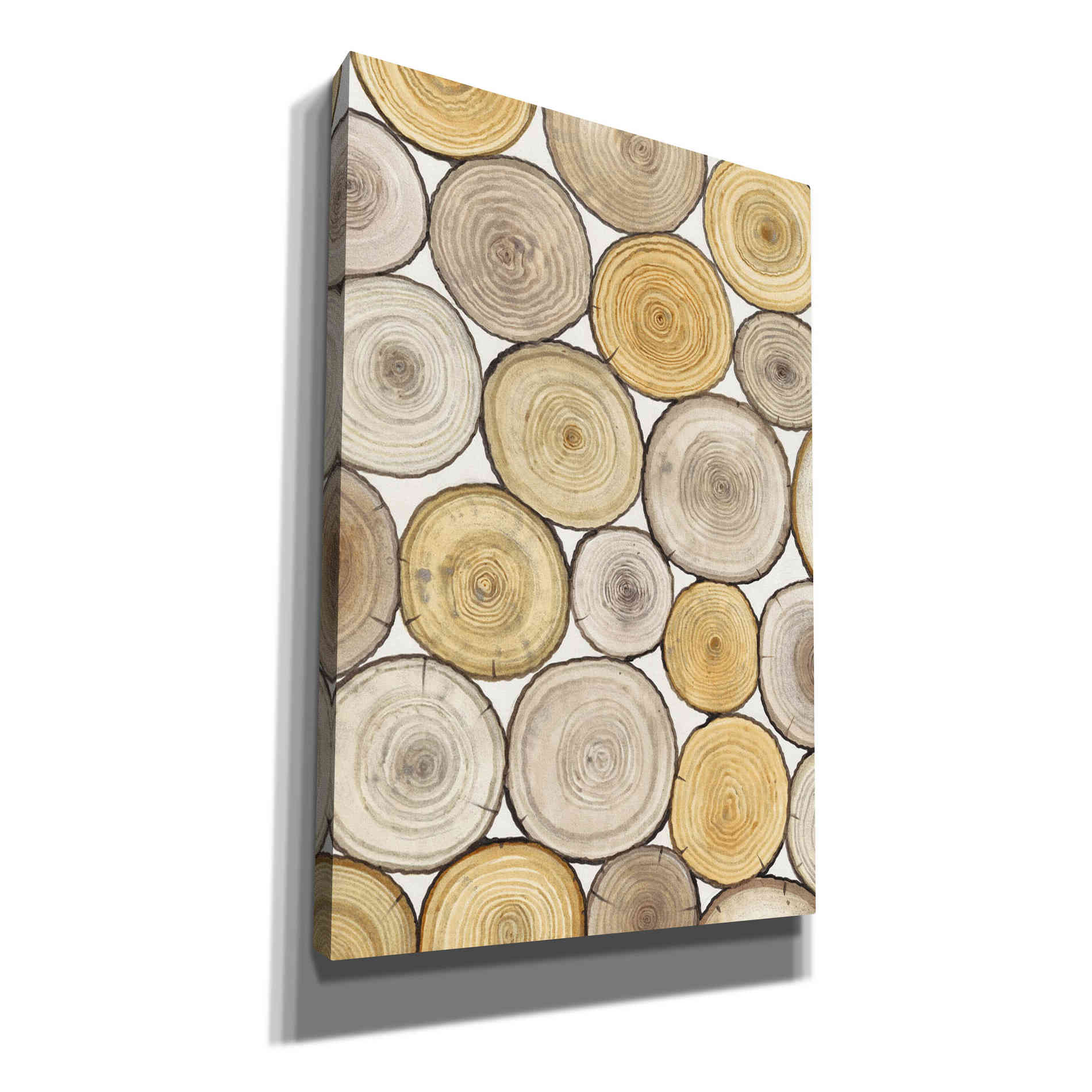 'Tree Ring Study II' by Tim O'Toole, Canvas Wall Art