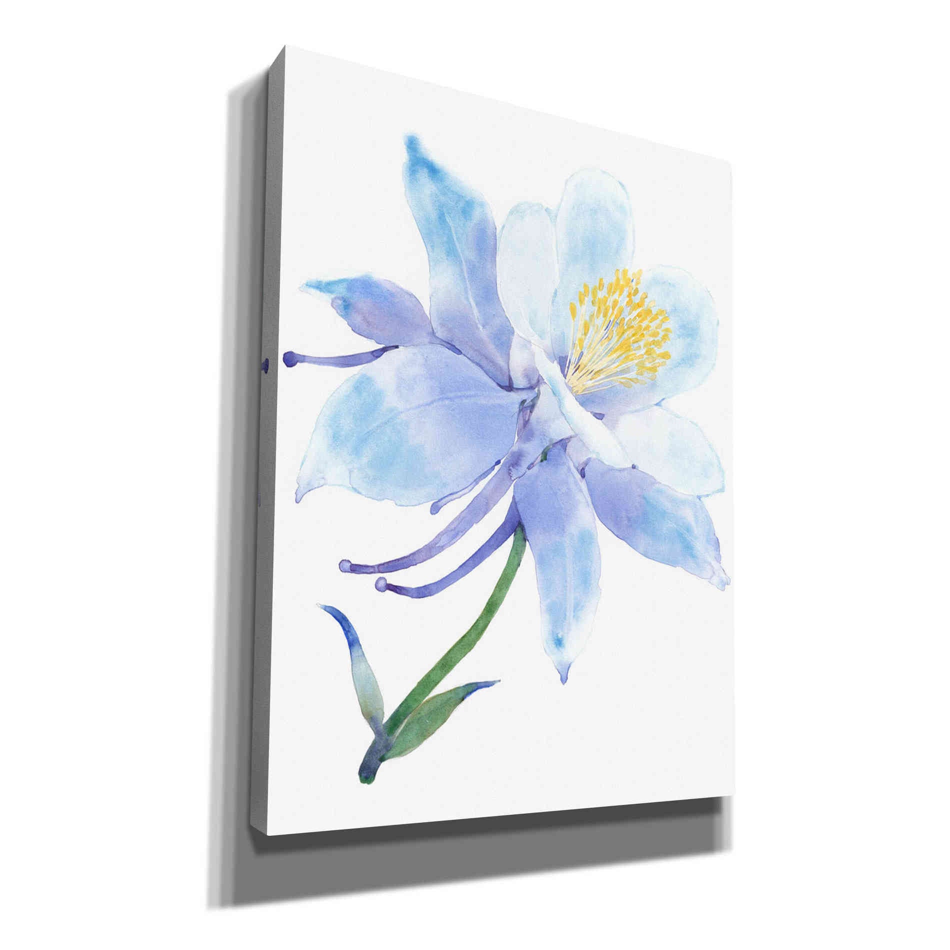 'Columbine Bloom I' by Tim O'Toole, Canvas Wall Art