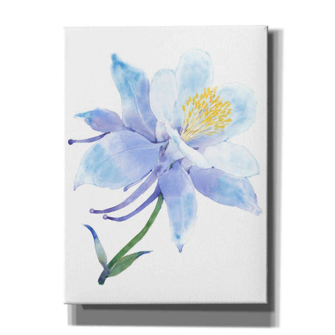 Image of 'Columbine Bloom I' by Tim O'Toole, Canvas Wall Art