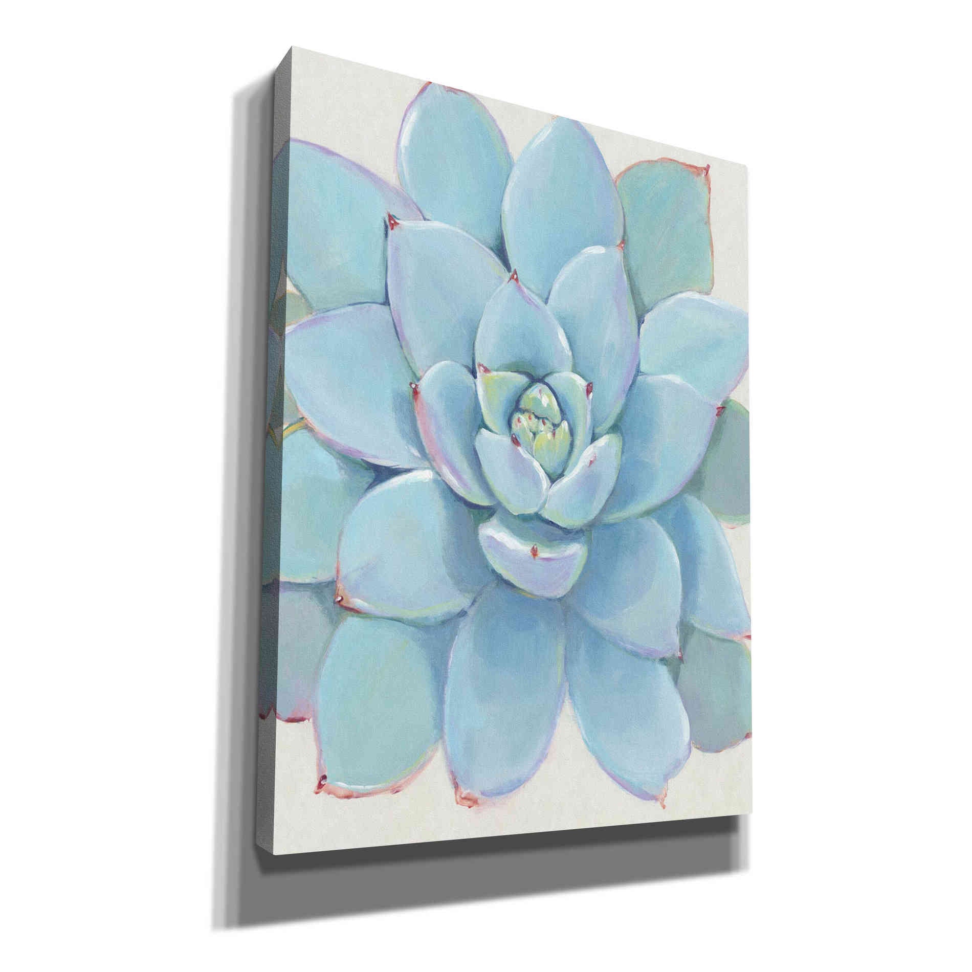 'Pastel Succulent I' by Tim O'Toole, Canvas Wall Art