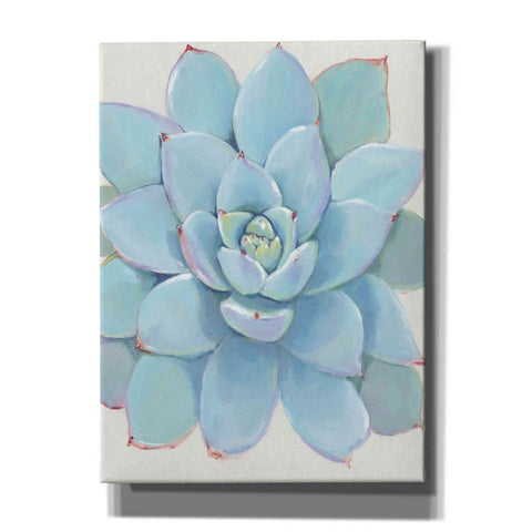 Image of 'Pastel Succulent I' by Tim O'Toole, Canvas Wall Art