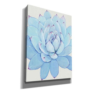 'Pastel Succulent II' by Tim O'Toole, Canvas Wall Art