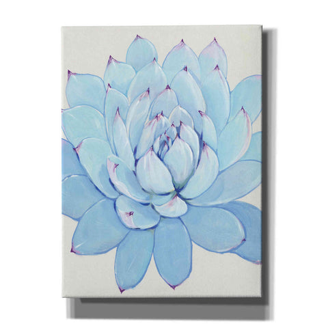 Image of 'Pastel Succulent II' by Tim O'Toole, Canvas Wall Art