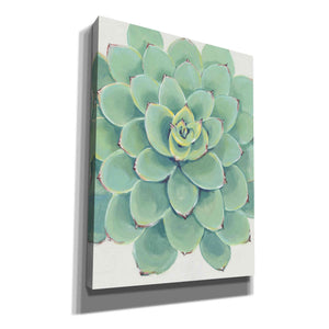 'Pastel Succulent III' by Tim O'Toole, Canvas Wall Art