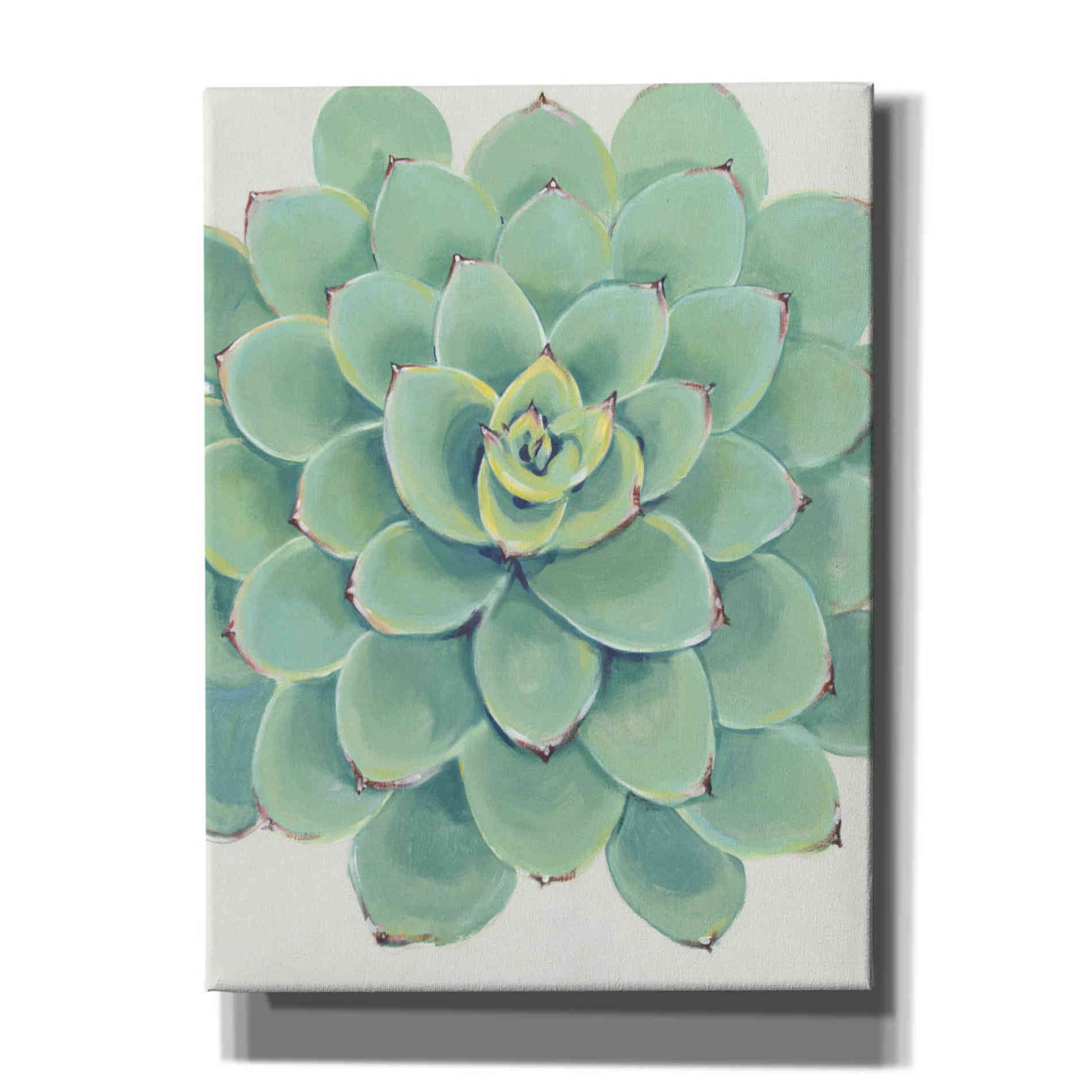 'Pastel Succulent III' by Tim O'Toole, Canvas Wall Art